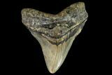 Fossil Megalodon Tooth - North Carolina #109876-1
